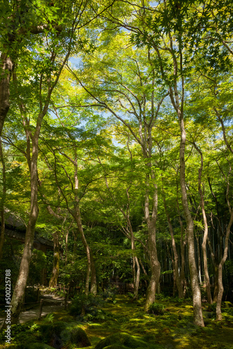 The mossy and lush vegetation of a Japanese forest