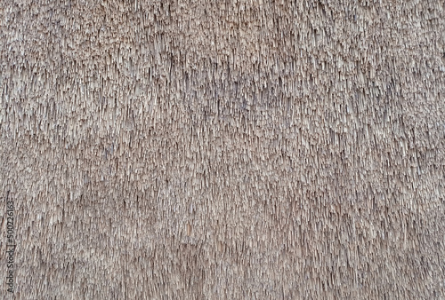 Photography Straw pattern of roof or wall. Thatched roof texture background.
