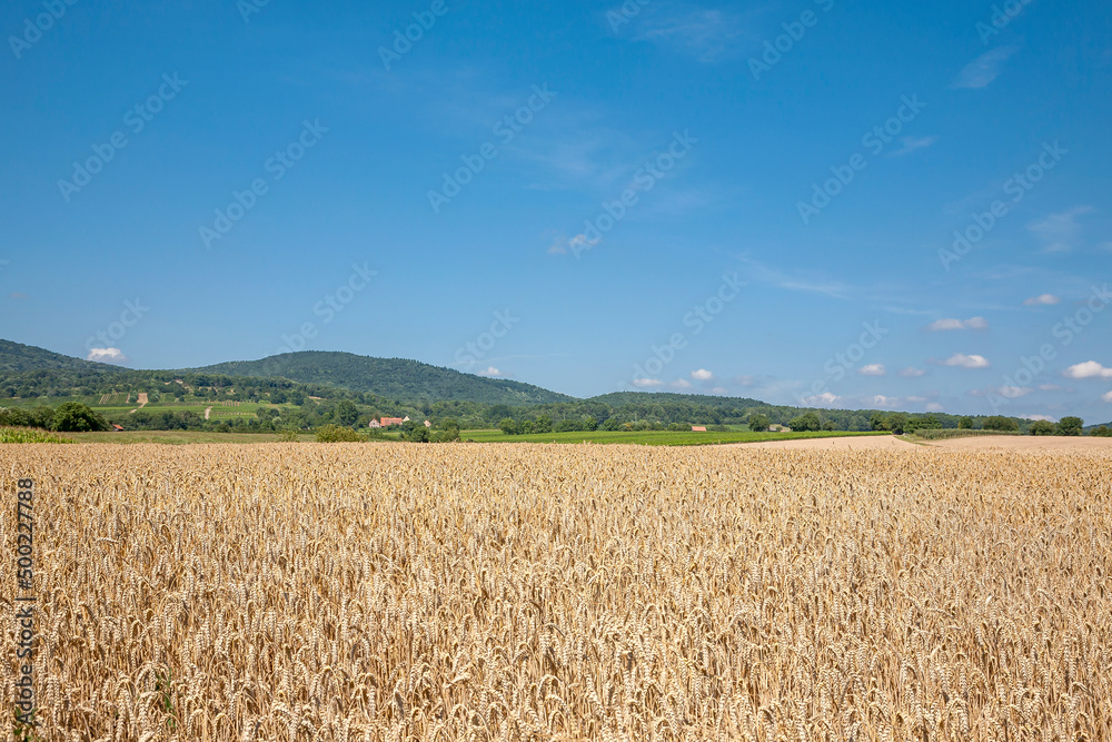 Landschaft mit Getreidefelder, Pfalz