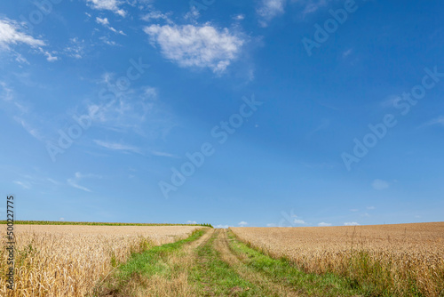 Feldweg zwischen Getreidefeldern