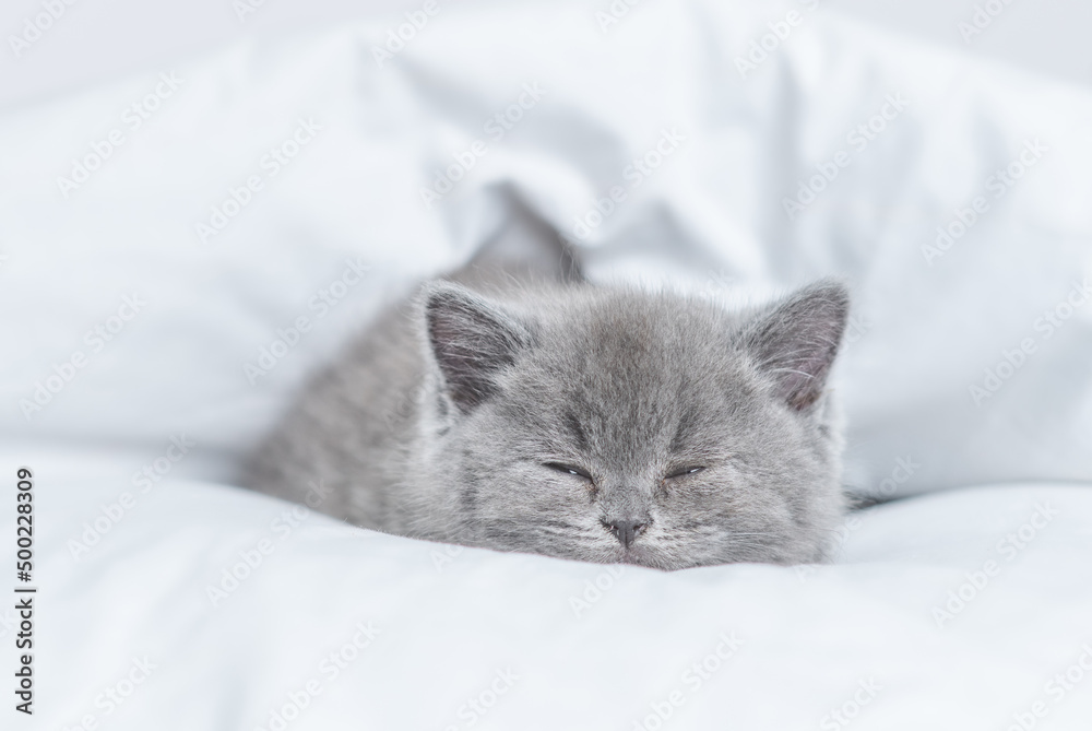 Cozy kitten sleeps from under white warm blanket on a bed at home Cozy kitten sleeps from under white warm blanket on a bed at home
