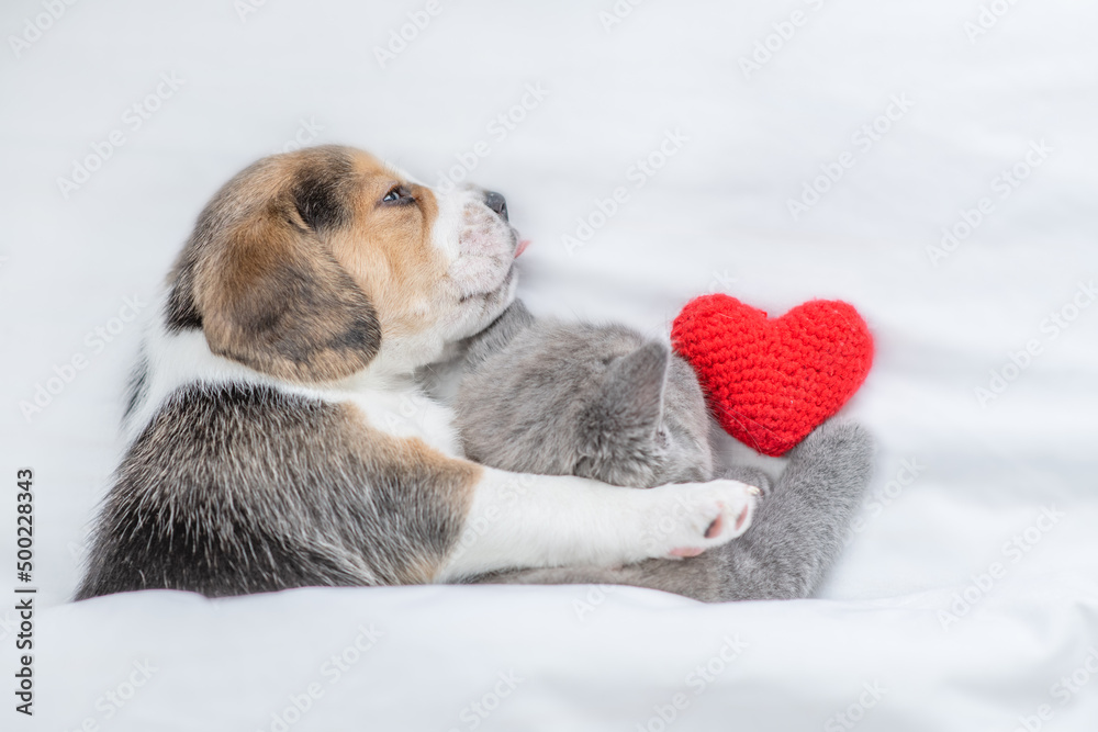 Beagle puppy hugs tiny kitten Pet sleep with red heart  under a white blanket on a bed at home. Top down view