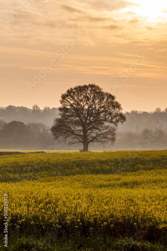 A tree in a canola field at dawn