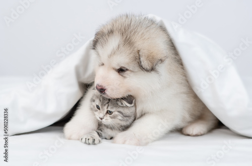 Friendly Alaskan malamute puppy embraces sleepy kitten under warm blanket on a bed at home