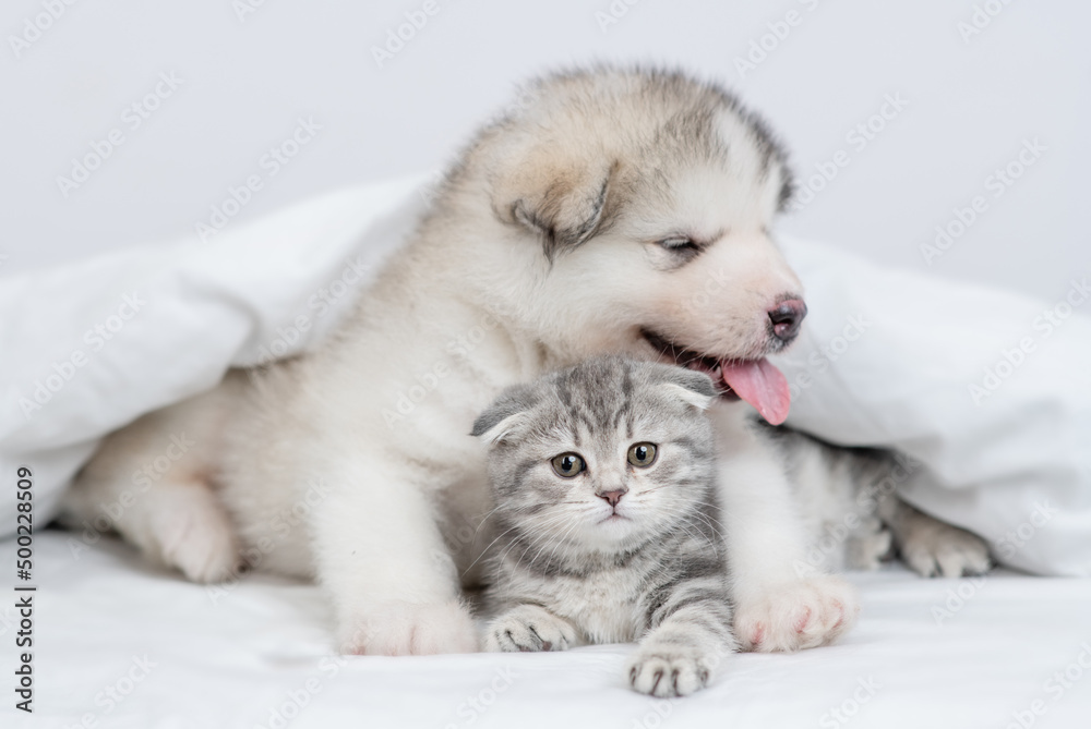 Fototapeta premium Cute Alaskan malamute puppy hugs fold kitten under warm blanket on a bed at home