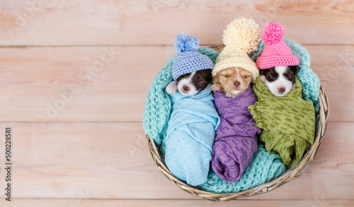 Tiny newborn Biewer Yorkie puppies wrapped like babies, wearing warm hats sleep in a basket. Top down view. Empty space for text