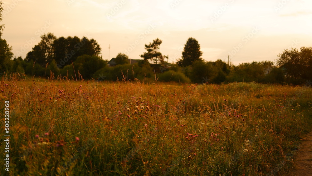 Obraz premium Rural landscape with field at sunset and village in the background. Vologda region