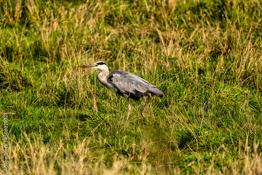 Fototapeta premium A detailed gray heron walks in the green grass. Animal themes, background, copy-space