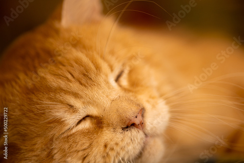 Beautiful light red golden fluffy muzzle of a Maine Coon cat, sleepy face, close-up
