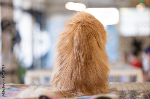 Light red golden fluffy cat sits at the animal show, back view, bokeh background, close-up