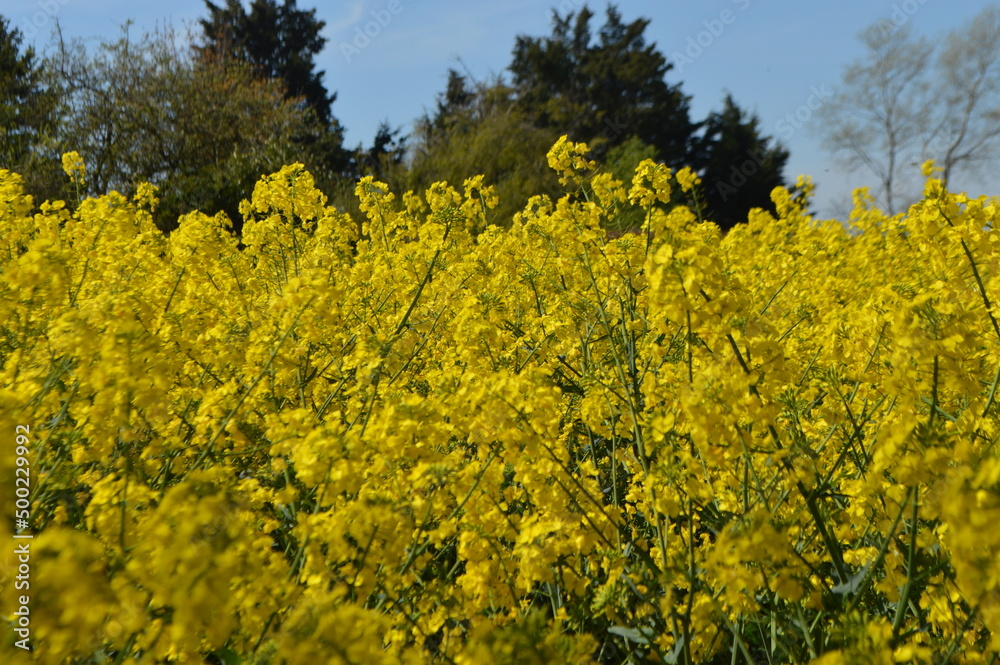 Yellow Rapeseed Field Flowers
