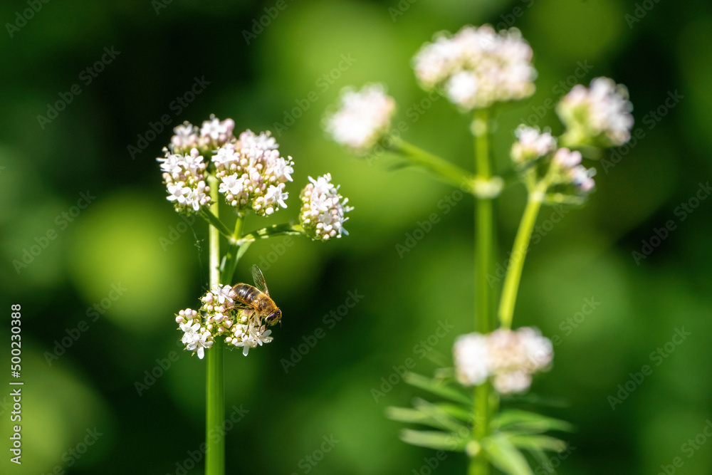 Honey bee collecting pollen from white flowers. Soft green background. Summer, wild flowers, calm, soothing Honey bee collecting pollen from white flowers. Soft green background. Summer, wild flowers, calm, soothing