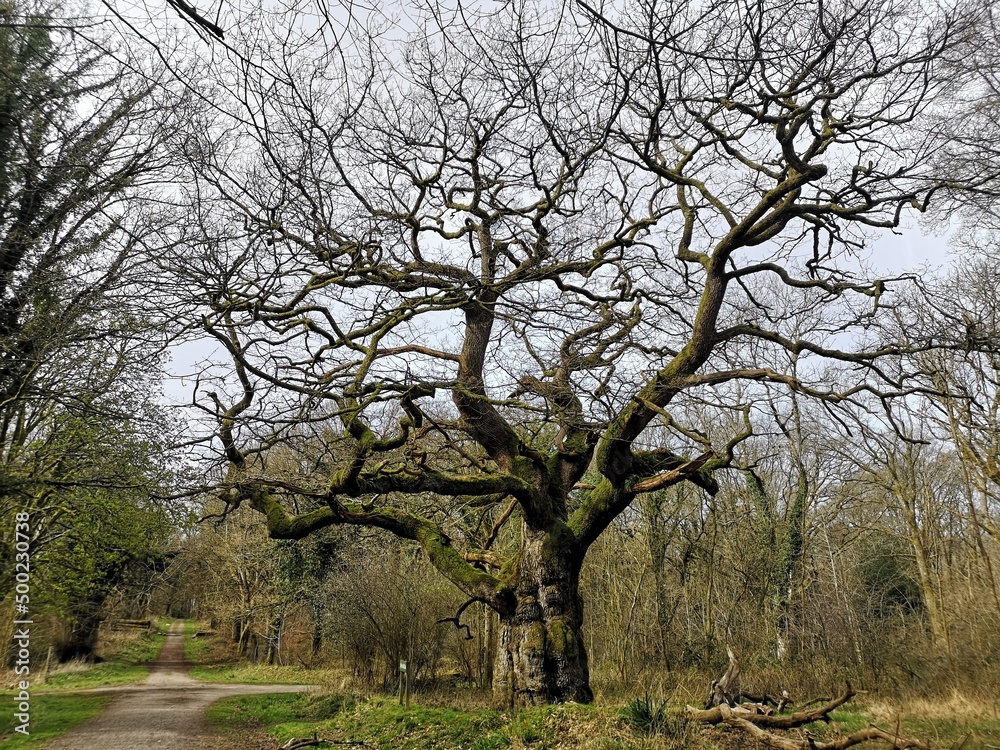 Ancient Oak in the Savernake Forest Ancient Oak in the Savernake Forest