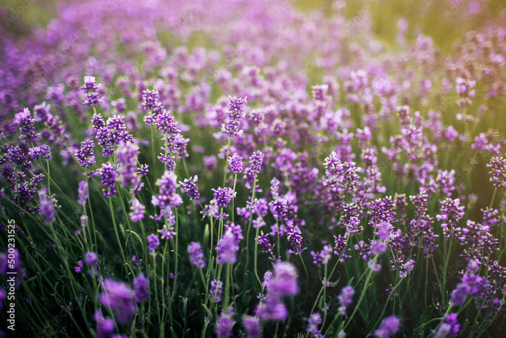 sea of lavender flowers focused on one in the foreground. lavender field