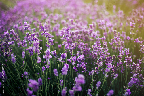 sea of lavender flowers focused on one in the foreground. lavender field