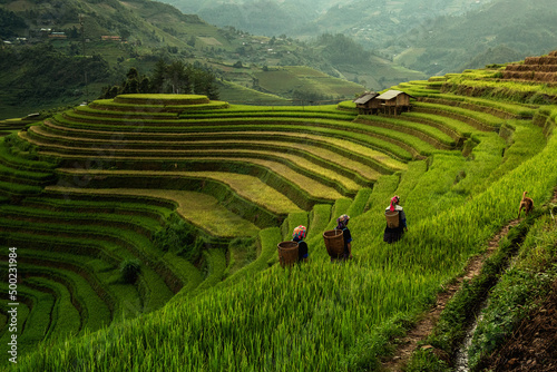 Fotografia Green Rice fields on terraced in Muchangchai, Vietnam Rice fields prepare the harvest at Northwest Vietnam