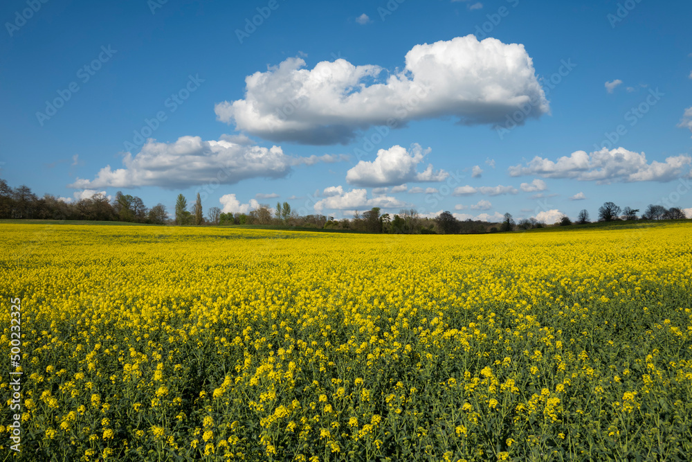 Oilseed rape field below fluffy white clouds on a blue sky, Newbury, Berkshire, England, United Kingdom, Europe