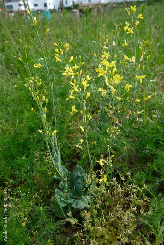 FU 2021-05-23 Obstfeld 9 Auf der Wiese blüht Kohl photo