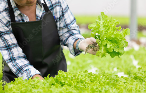 close up farmer hands holding and checking organic vegetables in hydroponic farm