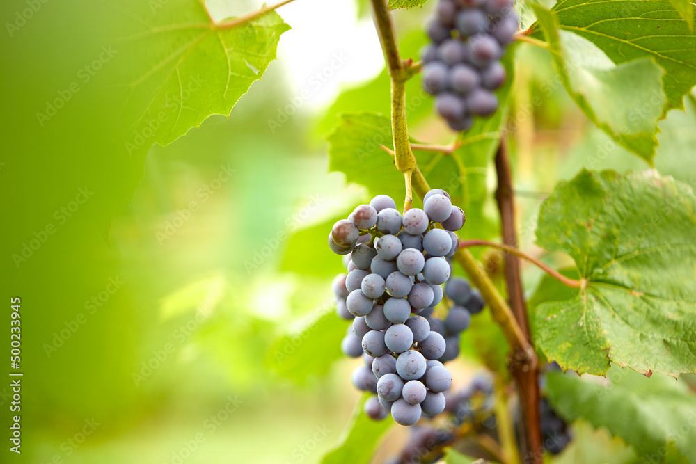 Naklejka premium blue grapes in the garden