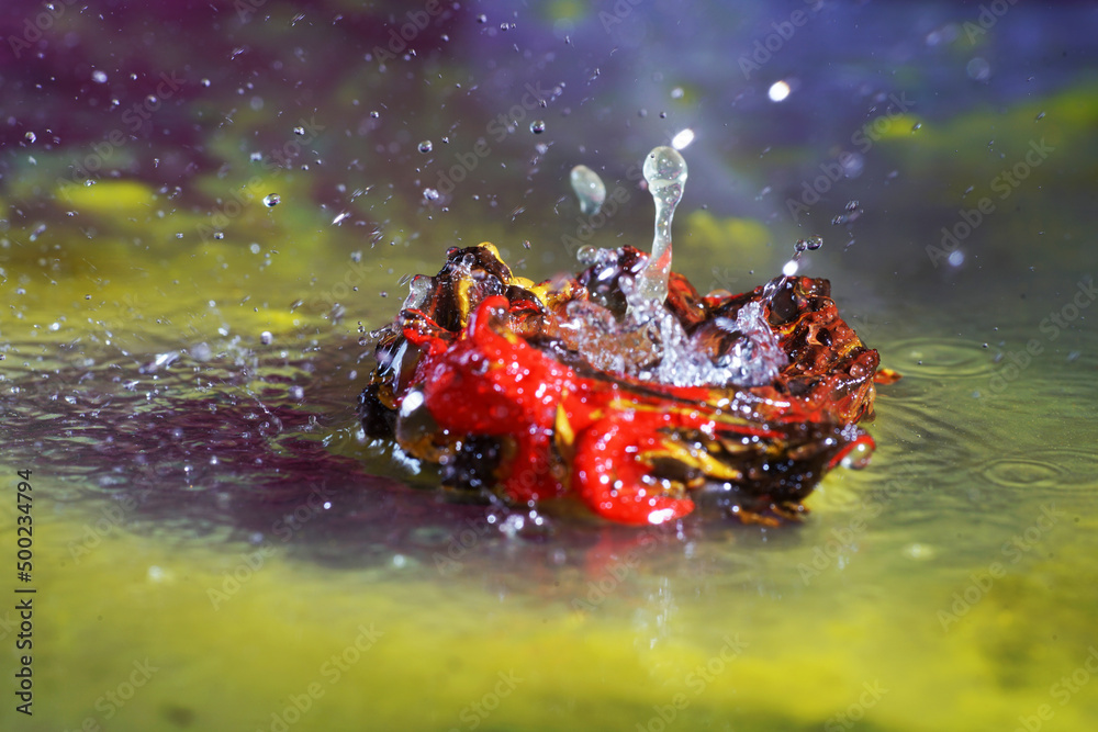 Splashing water with drops in bright colors and shapes Photographed in the studio