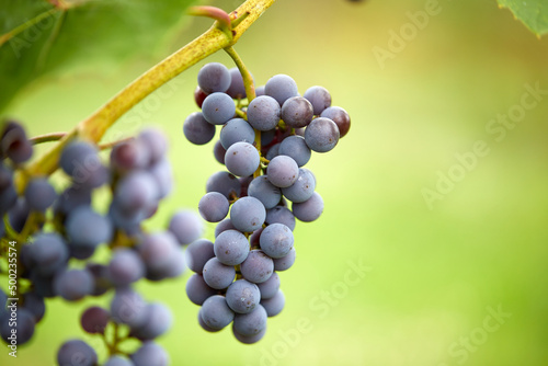 blue grapes in the garden