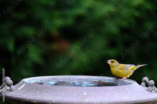 One of the most familiar birds in the parks and gardens of Europe, the common european greefinch. This one is drinking at the fountain.
 photo