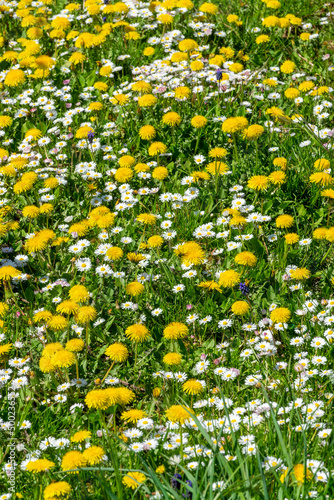 Background of dandelions and daisies in the grass, wildflowers bloom in spring