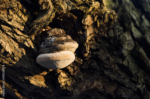 A tree fungus grows on a tree, the mushroom grows and feeds on the sap of the tree, symbiosis or parasitism, whoever thinks, natural texture photo