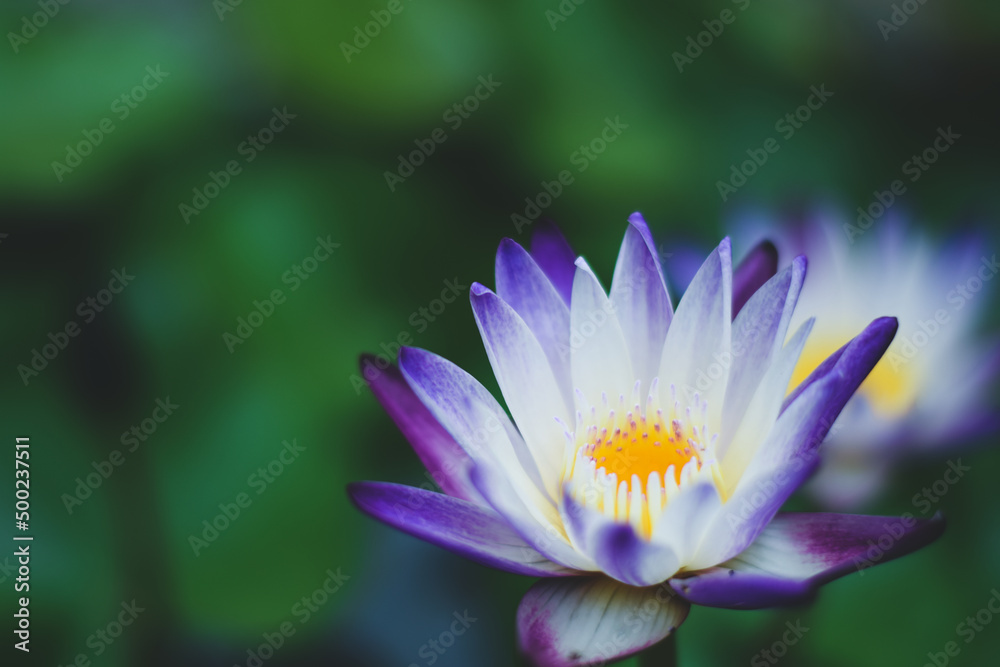 beautiful waterlily or lotus flower in the lake beautiful waterlily or lotus flower in the lake