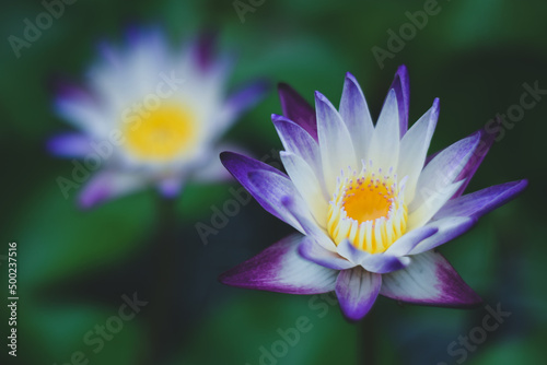 beautiful waterlily or lotus flower in the lake