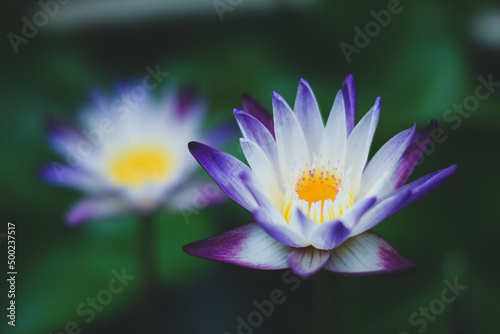 beautiful waterlily or lotus flower in the lake