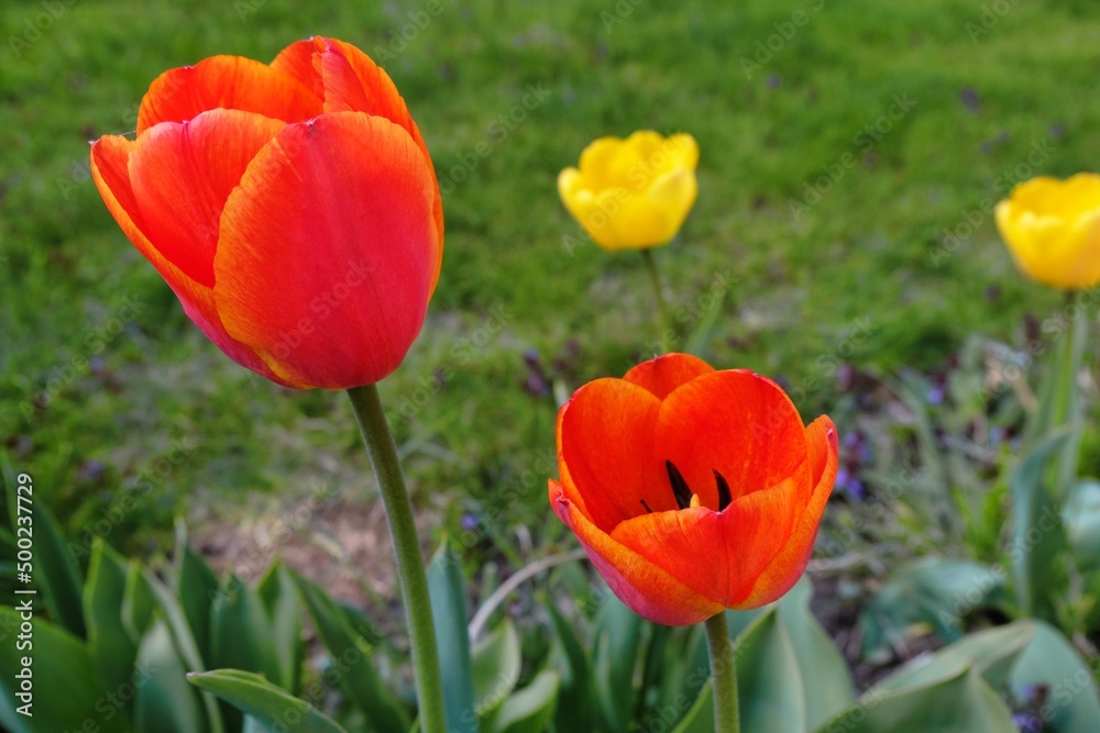 red and yellow tulips. beautifully colored petals red and yellow tulips. beautifully colored petals