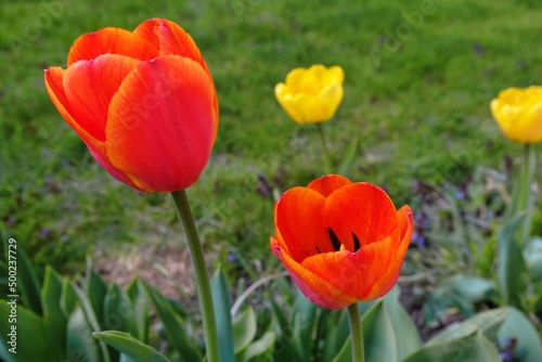 red and yellow tulips. beautifully colored petals