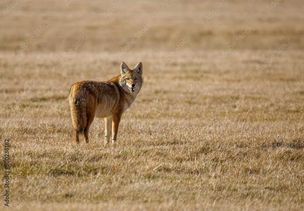 Fototapeta premium large coyote hunting mice in field 