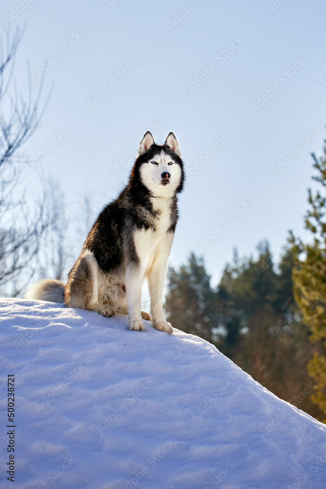 Portrait cute siberian husky dog in sunny winter forest. Portrait cute siberian husky dog in sunny winter forest.