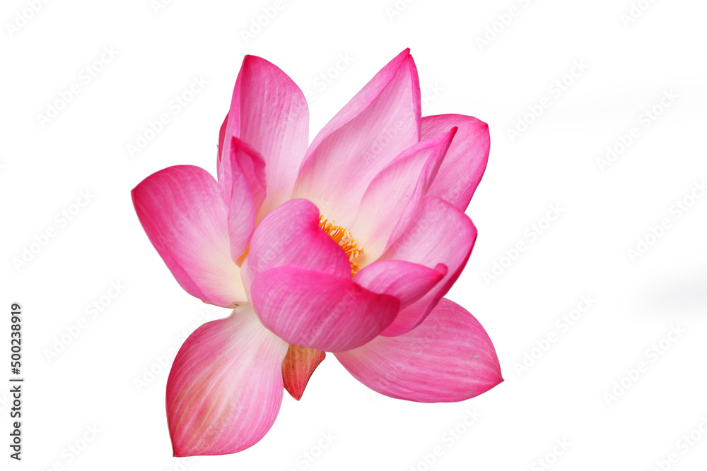 lotus flower lotus flower