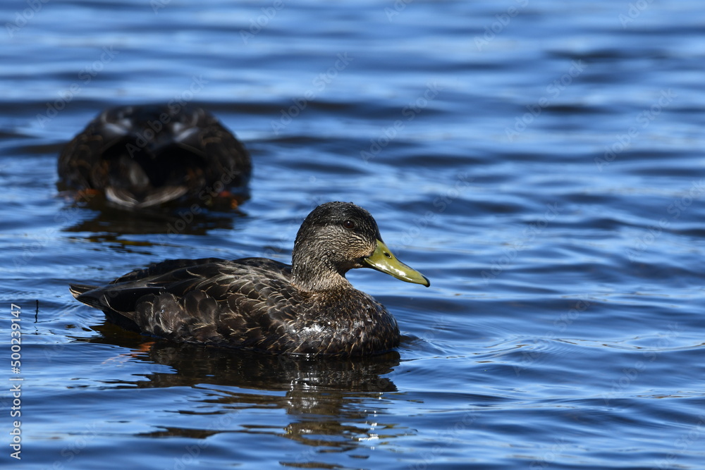 Two American black ducks on lake Two American black ducks on lake