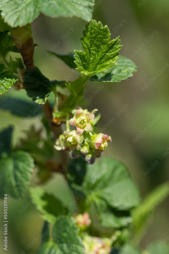 The redcurrant (lat. Ribes rubrum), of the family Grossulariaceae. Central Russia. The redcurrant (lat. Ribes rubrum), of the family Grossulariaceae. Central Russia.