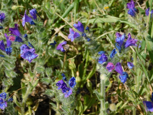 Viper’s bugloss, or Echium vulgare blue wild flowers at springtime photo