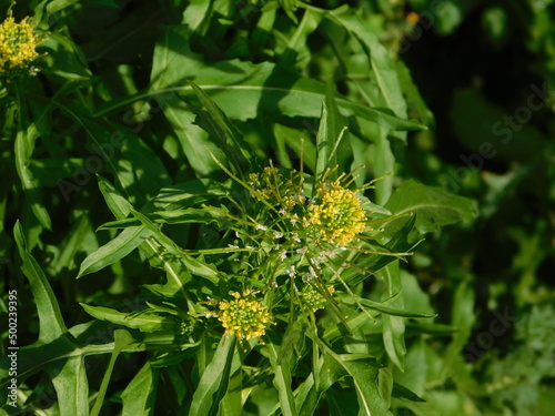 London rocket, or Sisymbrium irio, wild plant with yellow flowers at springtime, in Glyfada, Greece photo