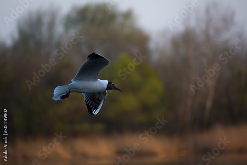 A color photograph of a white seagull flying against the backdrop of a forest and trees. White bird in the sky.