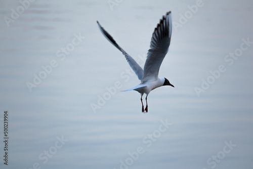 Color photograph of a white seagull flying over water. White bird over the sea.