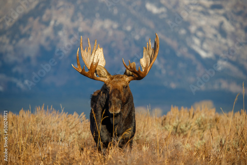 Large bull moose grazing in sage brush photo