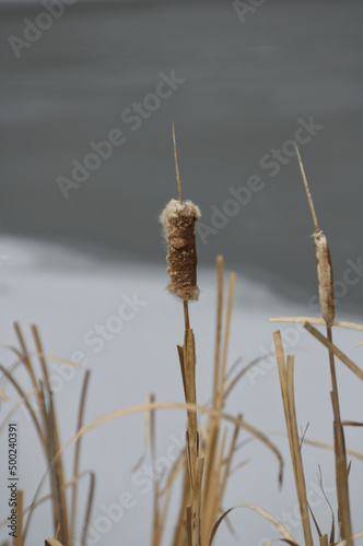 Cattail Reeds in the Early Spring