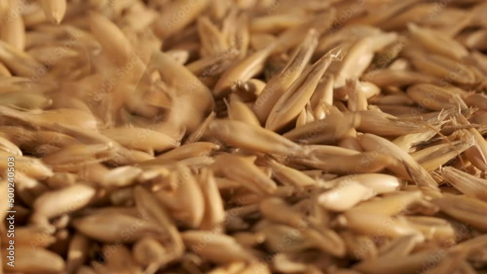 Rotation of oats close-up. The fall. Lots of grains. Slow motion video. Super macro. A crop of cereals. Rotation of oats close-up. The fall. Lots of grains. Slow motion video. Super macro. A crop of cereals.
