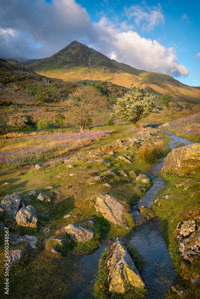 Gorgeous sunlight shining down a valley with a tree in blossom and bluebells in flower, with mountains at the back