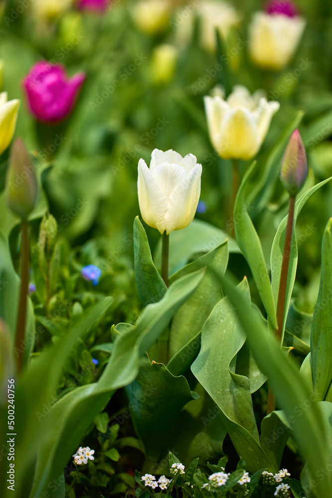 beautiful abstract background with flowers in blur dof. beautiful abstract background with flowers in blur dof.