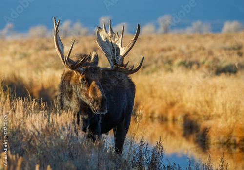 Large bull moose grazing in sage brush photo