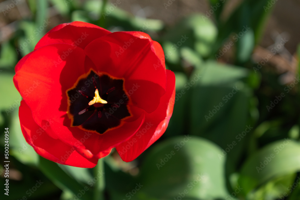 Obraz premium Close up on red tulip, tulipa